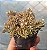 Crassula Humbertii - Muda de Suculenta no tamanho de vaso 06. - Imagem 3