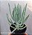 Senécio azul - Mini arvoreta - Muda de Suculenta no tamanho de vaso 06. - Imagem 1