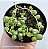Colar de Pérolas variegata - Muda de Suculenta no tamanho de vaso 09. - Imagem 1