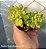 Cuspidatum mini arvoreta - Muda de Suculenta no tamanho de vaso 06. - Imagem 2