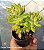 Cuspidatum mini arvoreta - Muda de Suculenta no tamanho de vaso 06. - Imagem 1
