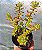 Cuspidatum mini arvoreta - Muda de Suculenta no tamanho de vaso 09. - Imagem 2
