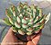Echeveria  Pink Line - Muda de Suculenta COMPACTA no tamanho de vaso 11. - Imagem 3
