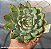 Echeveria  Pink Line - Muda de Suculenta COMPACTA no tamanho de vaso 11. - Imagem 2