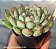 Echeveria  Pink Line - Muda de Suculenta COMPACTA no tamanho de vaso 11. - Imagem 1