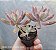 Graptupetalum Darley sunshine - Muda de Suculenta no tamanho de vaso 06. - Imagem 1