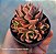 Crassula Índica - Muda de Suculenta no tamanho de vaso 06. - Imagem 3