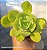 Echeveria Lawrence - Muda de Suculenta no tamanho de vaso 06. - Imagem 1