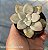 Graptoveria Ellen - Muda de Suculenta no tamanho de vaso 06. - Imagem 2