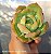 Echeveria Nicksana - Muda de Suculenta no tamanho de vaso 06. - Imagem 1