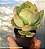 Echeveria Nicksana - Muda de Suculenta no tamanho de vaso 06. - Imagem 2