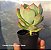 Echeveria Nicksana - Muda de Suculenta no tamanho de vaso 06. - Imagem 3
