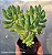 Sedum Alice Evans - Muda de Suculenta no tamanho de vaso 06. - Imagem 1