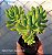 Sedum Alice Evans - Muda de Suculenta no tamanho de vaso 06. - Imagem 2