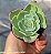 Echeveria Secunda - Muda de Suculenta no tamanho de vaso 06. - Imagem 1