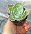 Echeveria Secunda - Muda de Suculenta no tamanho de vaso 06. - Imagem 2