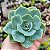 Echeveria Secunda - Suculenta Compacta - Imagem 4