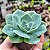 Echeveria Secunda - Suculenta Compacta - Imagem 3
