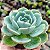 Echeveria Secunda - Suculenta Compacta - Imagem 2