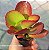 Kalanchoe Vivian - Muda de Suculenta no tamanho de vaso 06. - Imagem 1