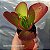 Kalanchoe Vivian - Muda de Suculenta no tamanho de vaso 06. - Imagem 4