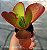 Kalanchoe Vivian - Muda de Suculenta no tamanho de vaso 06. - Imagem 5
