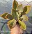 Graptoveria Fred Ivis - Muda de Suculenta no tamanho de vaso 06. - Imagem 2