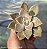 Graptopetalum Paraguaience - Muda de Suculenta no tamanho de vaso 06. - Imagem 2