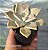 Graptopetalum Paraguaience - Muda de Suculenta no tamanho de vaso 06. - Imagem 1
