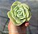Graptoveria Lovely Rose - Muda de Suculenta no tamanho de vaso 06. - Imagem 1