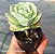 Graptoveria Lovely Rose - Muda de Suculenta no tamanho de vaso 06. - Imagem 2