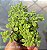 Crassula Expansa fragilis - Muda de Suculenta no tamanho de vaso 06. - Imagem 1