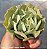 Echeveria Nichi - Muda de Suculenta no tamanho de vaso 06. - Imagem 3