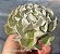 Echeveria Nichi - Muda de Suculenta no tamanho de vaso 06. - Imagem 1