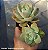 Graptoveria Fantome - Muda de Suculenta no tamanho de vaso 06. - Imagem 1
