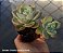 Graptoveria Fantome - Muda de Suculenta no tamanho de vaso 06. - Imagem 2