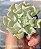 Echeveria Topsy Turvy - Muda de Suculenta no tamanho de vaso 06. - Imagem 1