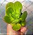 Echeveria Gimney tennyo - Muda de Suculenta no tamanho de vaso 06 fica gigante. - Imagem 3