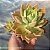 Sedum Crepúsculo - Muda de Suculenta no tamanho de vaso 06 fica gigante. - Imagem 3