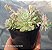 Echeveria Prolifica variegata - Muda de Suculenta COMPACTA no tamanho de vaso 09. - Imagem 2