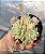 Echeveria Prolifica variegata - Muda de Suculenta COMPACTA no tamanho de vaso 09. - Imagem 3