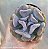 Echeveria Cubic frost - Muda de Suculenta no tamanho de vaso 06. - Imagem 1