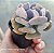 Echeveria Cubic frost - Muda de Suculenta no tamanho de vaso 06. - Imagem 2