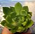 Echeveria Mira - Muda de Suculenta no tamanho de vaso 06. - Imagem 2