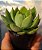 Echeveria Mira - Muda de Suculenta no tamanho de vaso 06. - Imagem 1