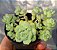 Sedum Perezdelarosae - Muda de Suculenta no tamanho de vaso 06. - Imagem 1