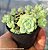 Sedum Perezdelarosae - Muda de Suculenta no tamanho de vaso 06. - Imagem 2