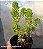 Sedum Goldmanni - Muda de Suculenta no tamanho de vaso 06. - Imagem 3