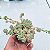 Echeveria Prolífica - Muda de Suculenta no tamanho de vaso 06. - Imagem 1