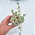 Echeveria Prolífica - Muda de Suculenta no tamanho de vaso 06. - Imagem 3